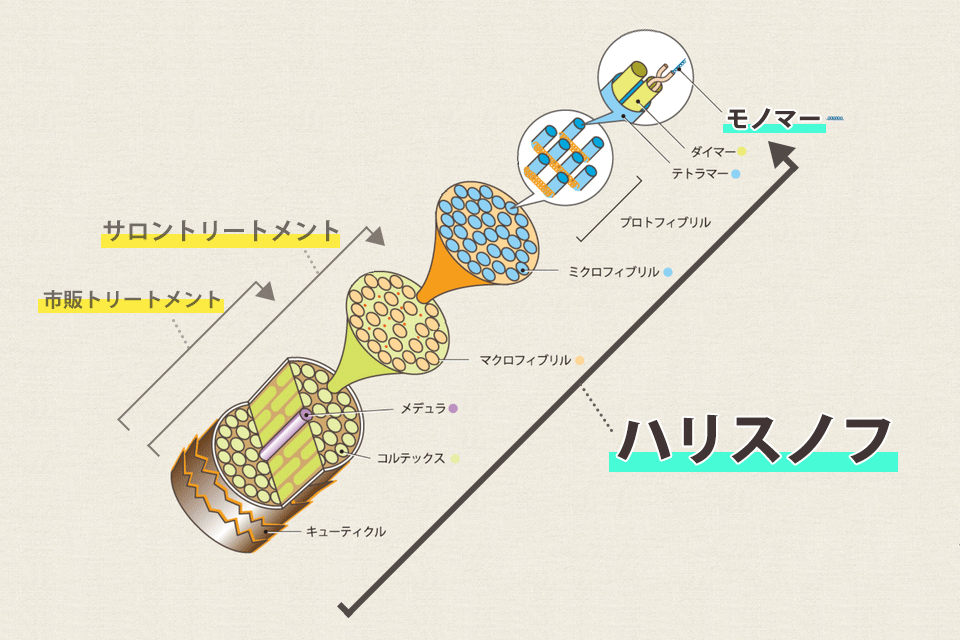 ハリスノフの髪に対する仕組み